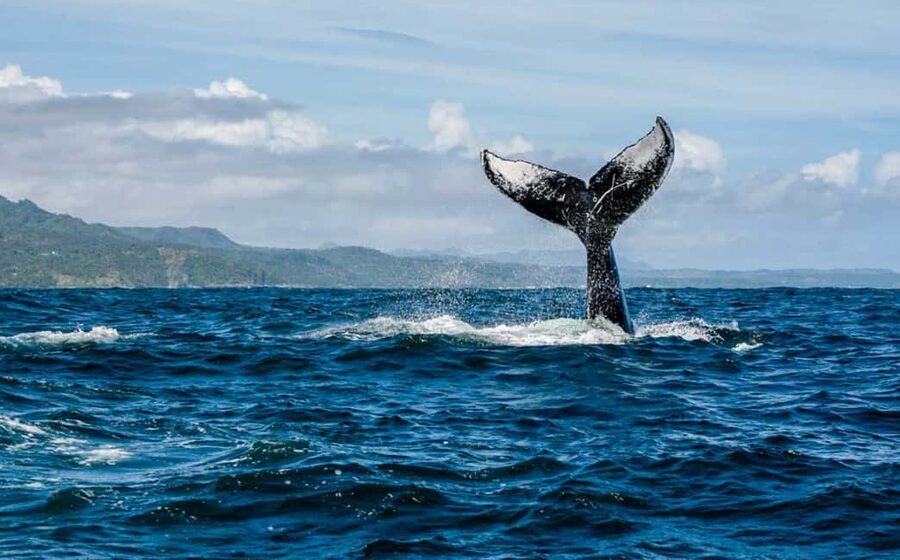 Miches: Half Day Whale Watching Catamaran Tour with Snacks - Key points to know before you book