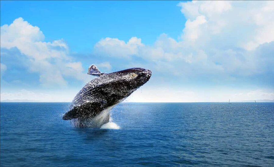 Miches: Half Day Whale Watching Catamaran Tour with Snacks - Cruising through Samaná Bay