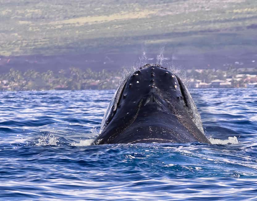 Miches: Half Day Whale Watching Catamaran Tour with Snacks - What whale watching may look like