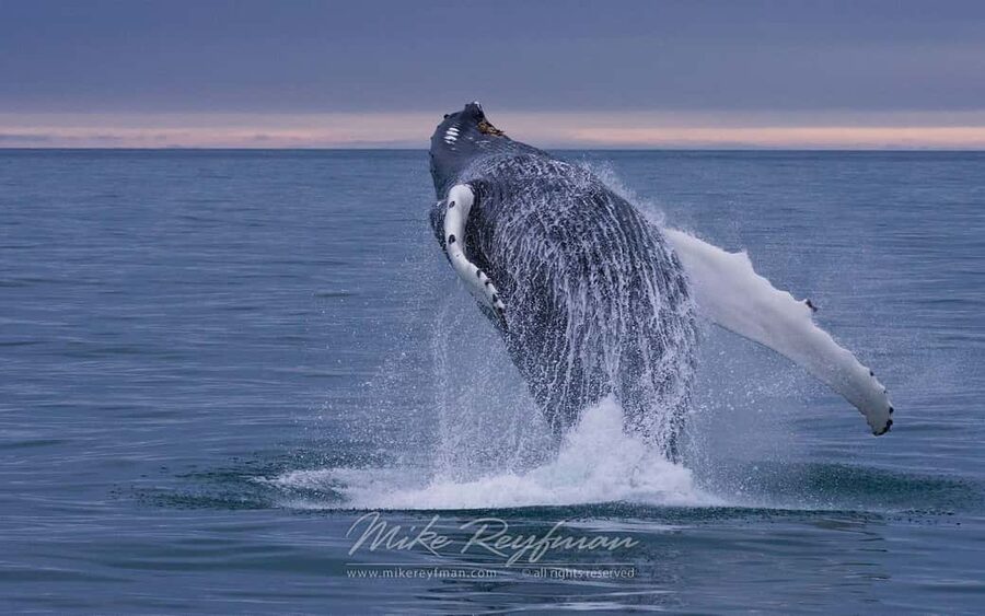 Miches: Half Day Whale Watching Catamaran Tour with Snacks - The return sail and the value of the slower pace