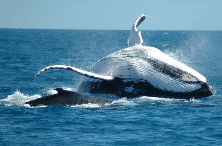 Miches: Half Day Whale Watching Catamaran Tour with Snacks - Breakfast, drinks, and the first minutes aboard