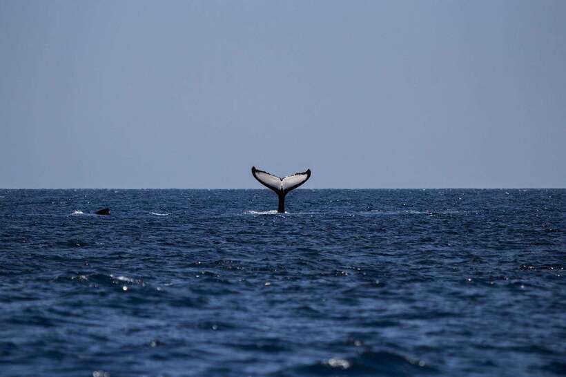 Mirissa: Sunset Catamaran Sailing Boat Tour with Dinner - Cruising through Weligama Bay and beyond