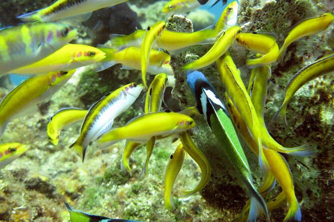Montego Bay to Catamaran Cruise, Negril Beach and Rick's Café - Why this Montego Bay to Negril tour works