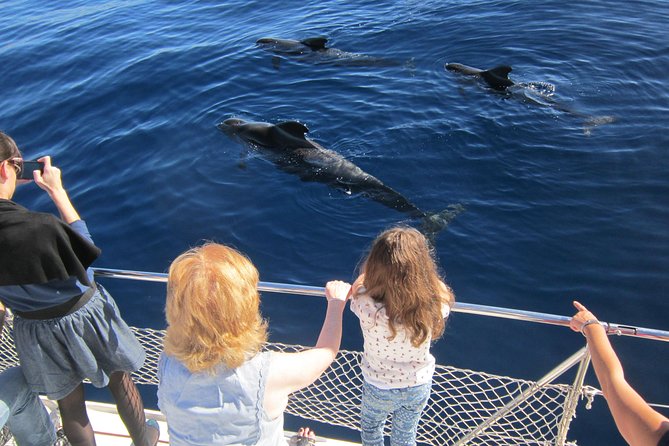 Most Famous Catamaran in Tenerife Island (2 hours and 3 hours tours) - Two hours on the water: a sensible first choice