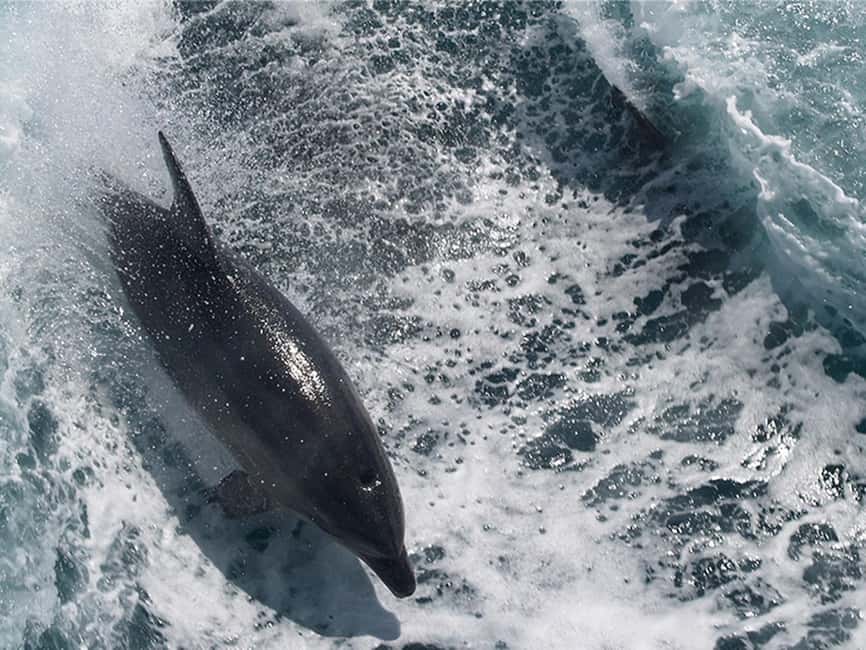 Naples: Catamaran Cruises with Wildlife Views - Why This Naples Cruise Works So Well