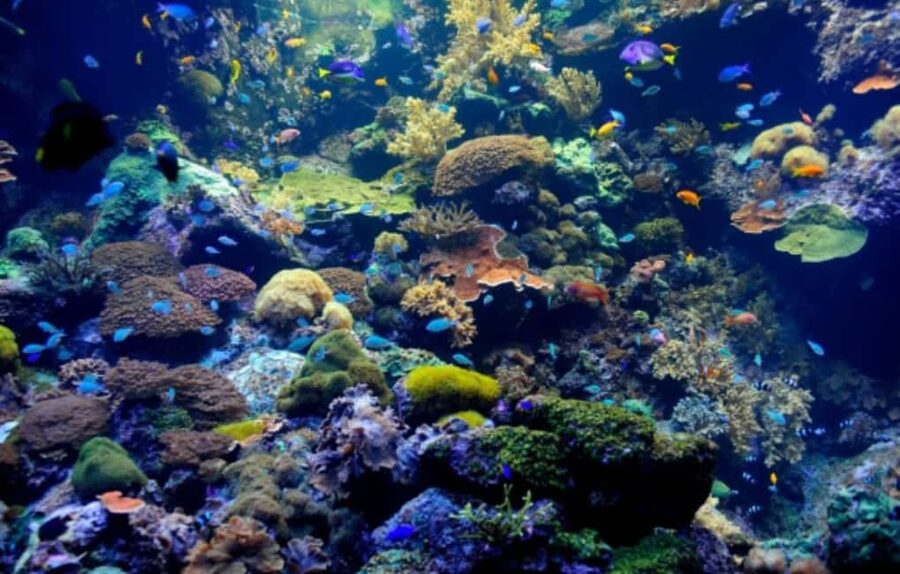 Nassau: Catamaran Sail and Snorkel Tour - Key points before you book