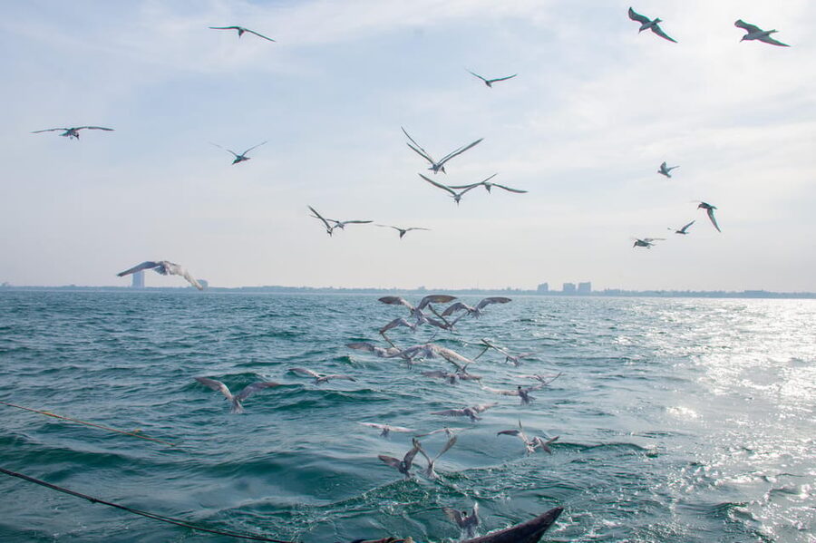 Negombo: Catamaran Sailing with Traditional Fishermen - Watching the traditional net fishing