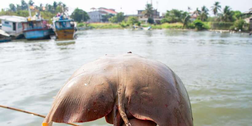 Negombo: Catamaran Sailing with Traditional Fishermen - Returning through the lagoon