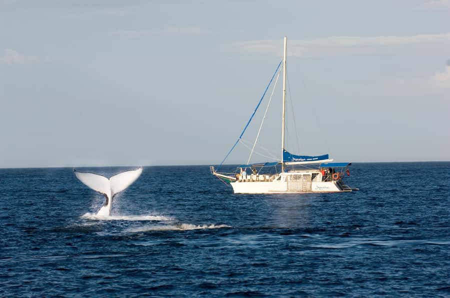 Nelson Bay: Whale and Dolphin Watching Catamaran Cruise - A Three-Hour Search for Humpback Whales