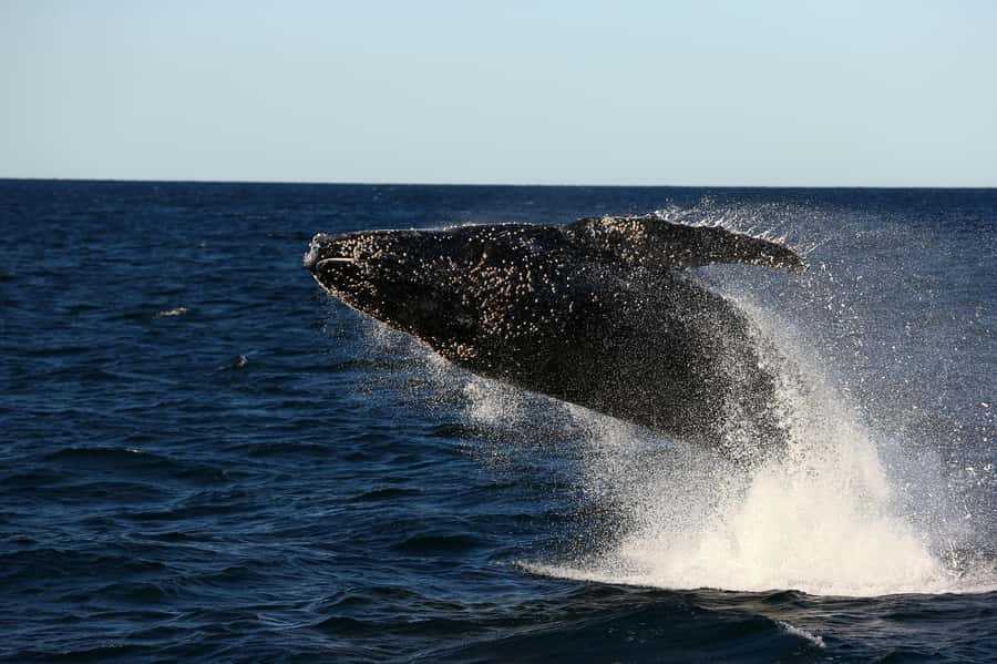 Nelson Bay: Whale and Dolphin Watching Catamaran Cruise - Whales, Dolphins, Seals, and F-35s
