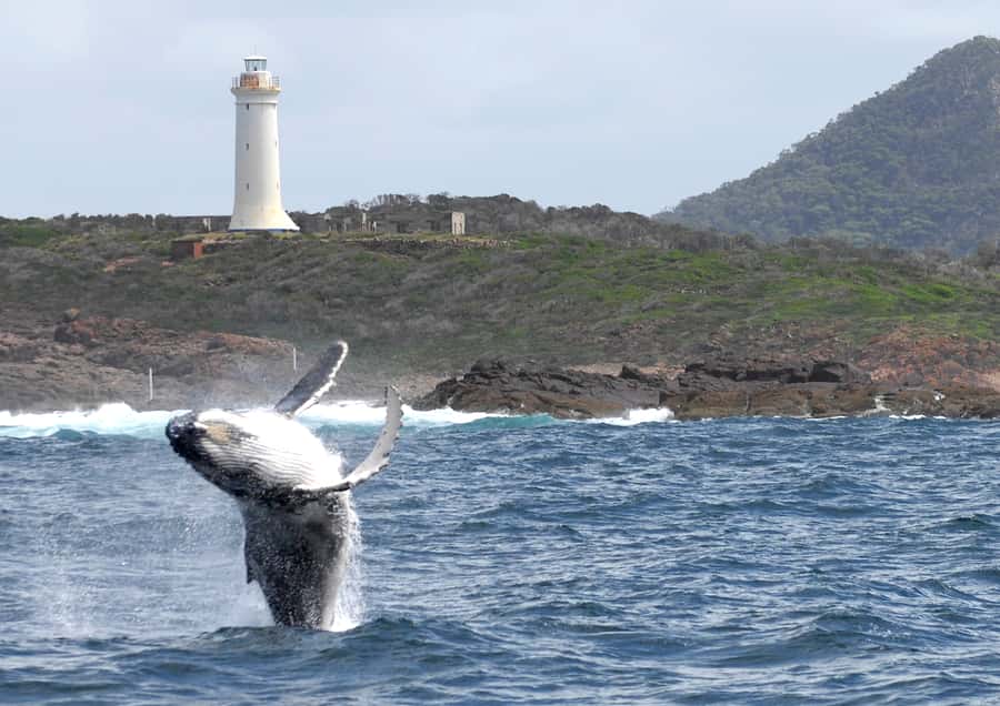 Nelson Bay: Whale and Dolphin Watching Catamaran Cruise - Weather, Clothing, and Sea Conditions