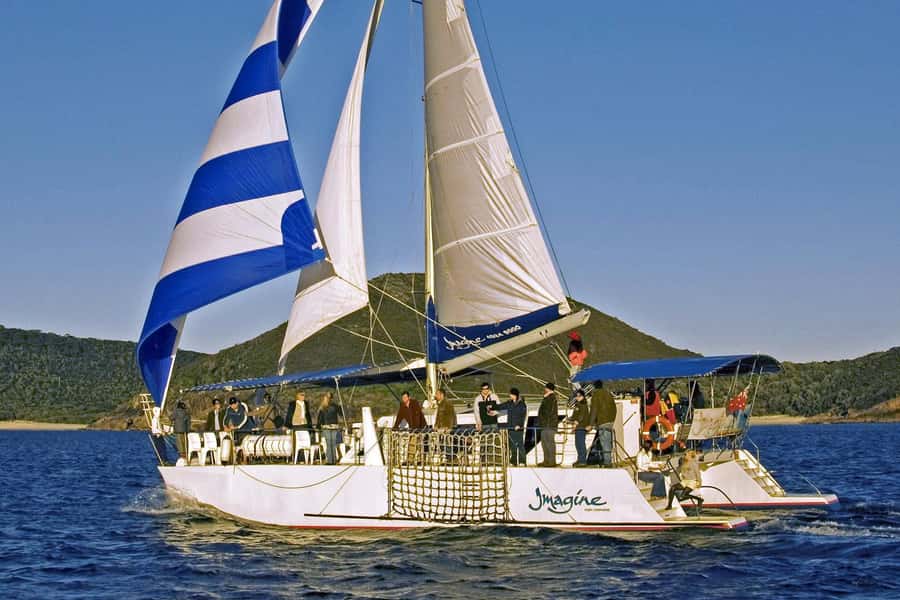 Nelson Bay: Whale and Dolphin Watching Catamaran Cruise - Should You Book the Imagine Cruises Catamaran?