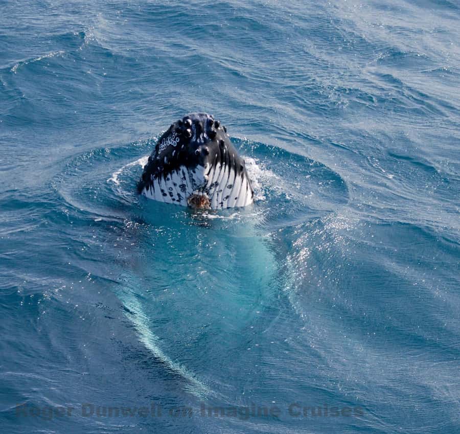 Nelson Bay: Whale and Dolphin Watching Catamaran Cruise - Covered Decks and Better Sightlines