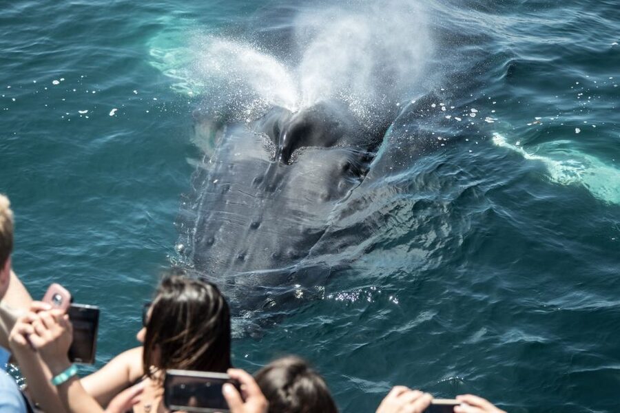 Newport Beach: Luxury Whale Watching Catamaran Cruise - Key points at a glance