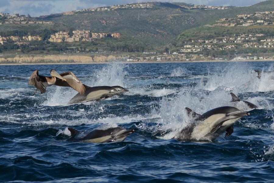 Newport Beach: Luxury Whale Watching Catamaran Cruise - The crew can make or break the outing