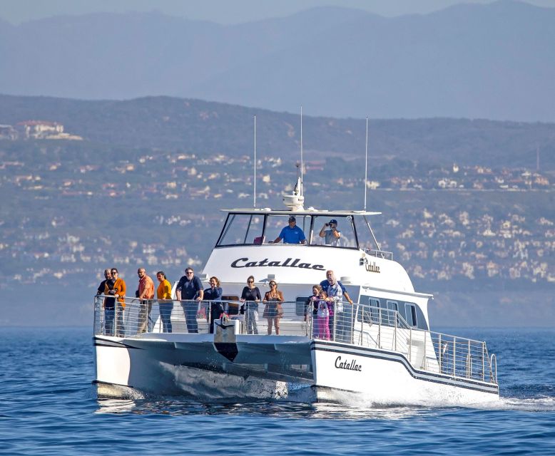 Newport Beach: Luxury Whale Watching Catamaran Cruise - Dolphins may provide the biggest thrill