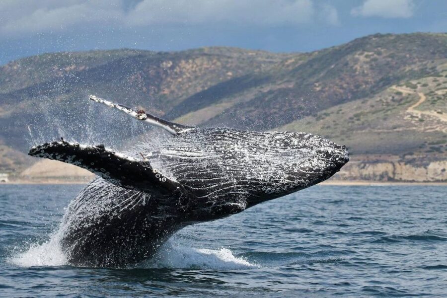 Newport Beach: Luxury Whale Watching Catamaran Cruise - A roomy catamaran made for spotting wildlife