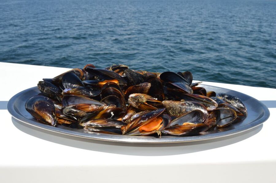 O Grove: Ría de Arousa Catamaran Tour with Seafood Lunch - Is $46 a fair price?