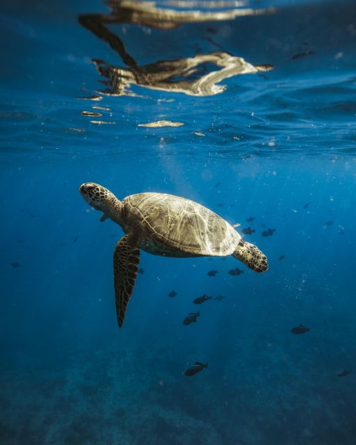 Oahu: Private Catamaran Sunset Cruise & Optional Snorkeling - Waikiki and Diamond Head from the sea