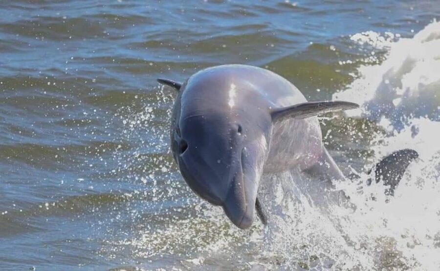 Orange Beach: Dolphin & Sailing Cruise Aboard 52' Catamaran - What the 90-minute route feels like