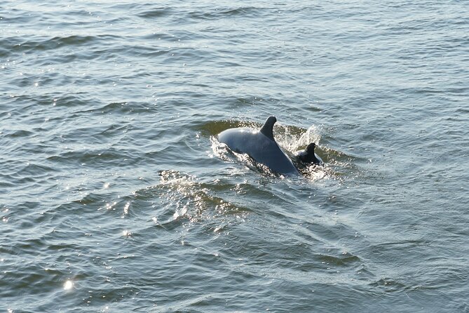 Orange Beach Dolphin Sailing Cruise aboard Catamaran - Daytime cruise or sunset outing?