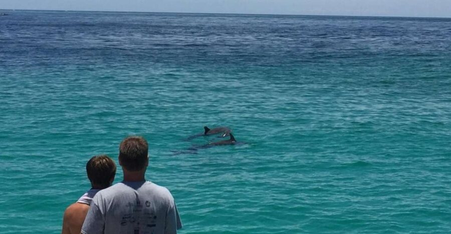 Panama City Beach: Dolphin Sightseeing Trip by Catamaran - Quick points before you book