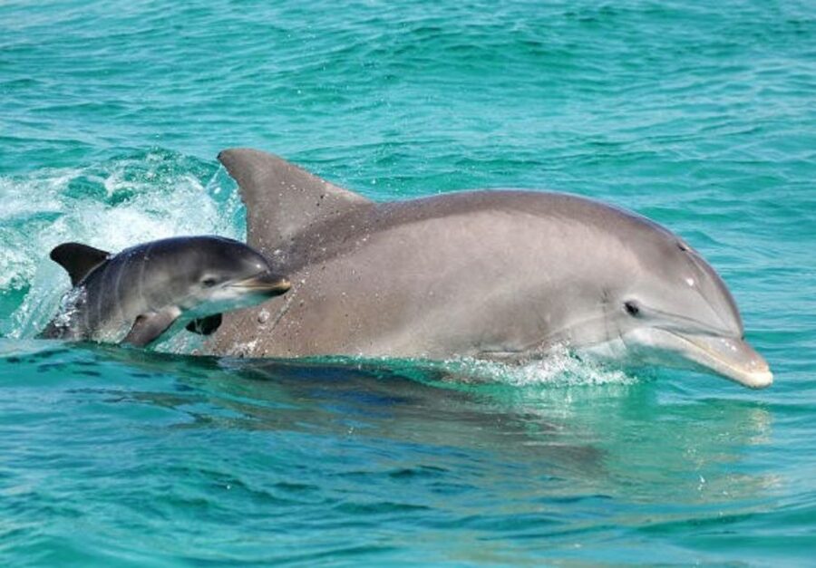 Panama City Beach: Dolphin Sightseeing Trip by Catamaran - What the 90-minute catamaran ride is really like