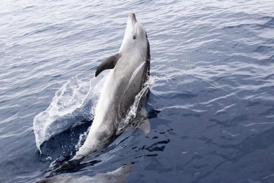 Panama City Beach: Dolphin Sightseeing Trip by Catamaran - Shell Island and the open Gulf views
