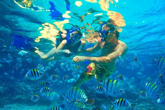 Party Boat Catamaran with Snorkeling from Punta Cana - The dolphin stop needs a careful explanation