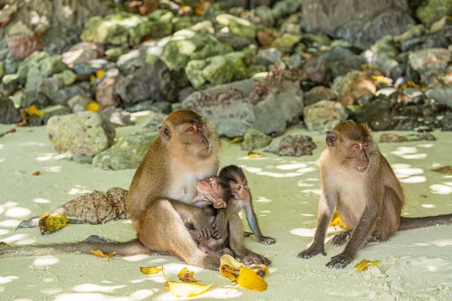 Phuket: Bamboo Island and Phi Phi Islands by Fast Catamaran - Pickup from Phuket and the Royal Phuket Marina start