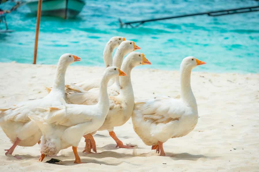 Phuket: Coral, Racha, Promthep Island Catamaran Trip & Lunch - A full day on the Andaman Sea