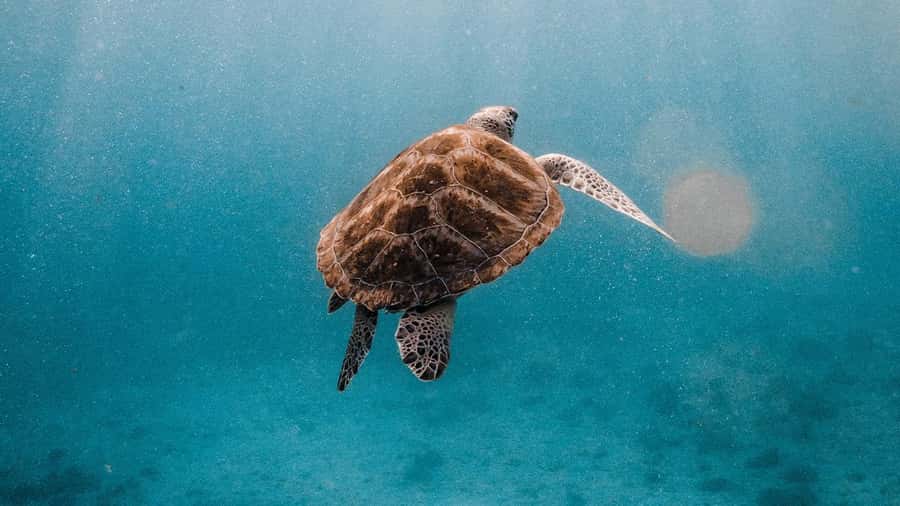 Phuket/Khao Lak: Similan Islands Luxury Catamaran Experience - What the $128 price really buys you
