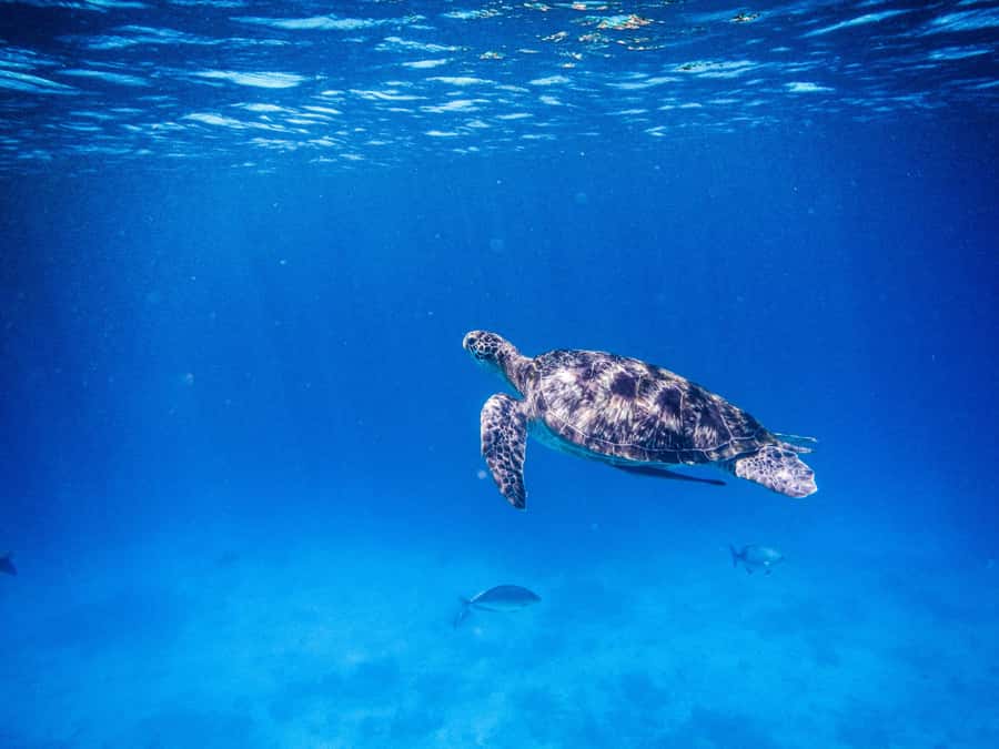 Phuket/Khao Lak: Similan Royal Day Trip by Speed Catamaran - Key points at a glance