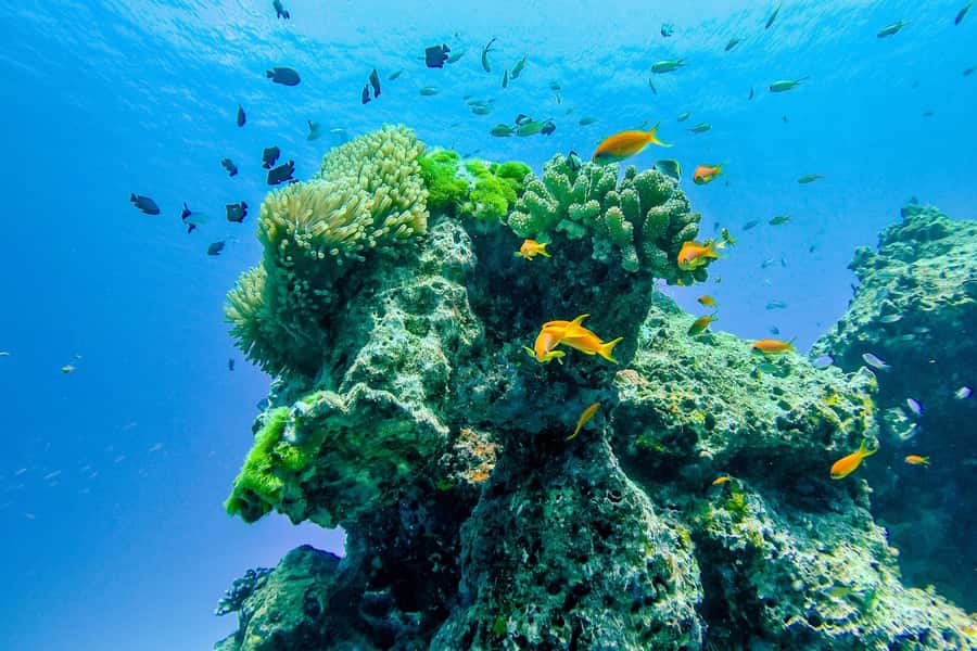 Phuket/Khao Lak: Similan Royal Day Trip by Speed Catamaran - Why this Similan day trip is worth considering