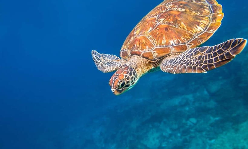 Phuket : Lazy Similan Islands by Catamaran with lunch - Why the late start makes this Similan trip appealing