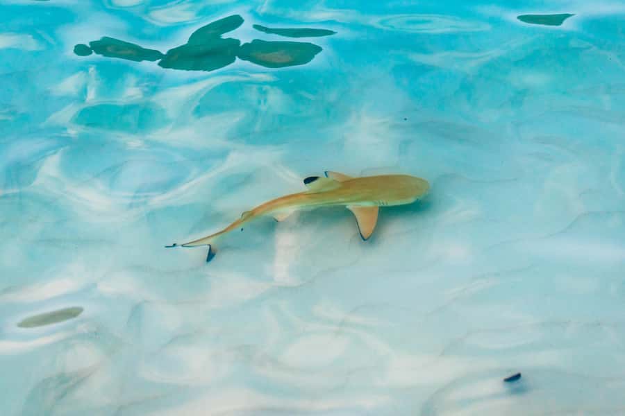 Phuket: Phi Phi Islands Day-Trip by Speed Catamaran - Pileh Lagoon by longtail boat