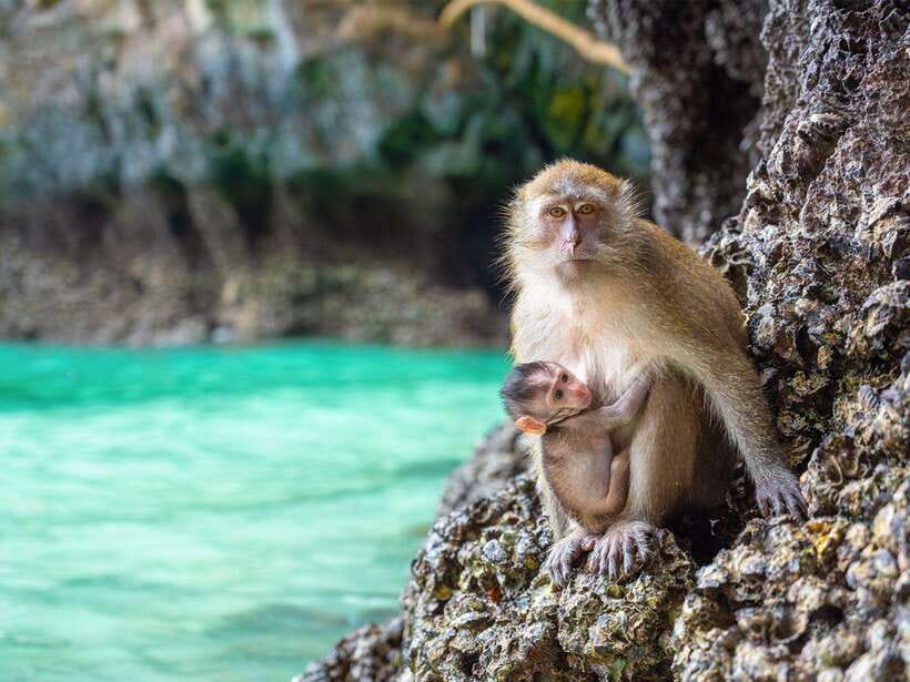 Phuket: Phi Phi, Maya and Khai Or Bamboo Island by Catamaran - Lunch and free time on Phi Phi Don