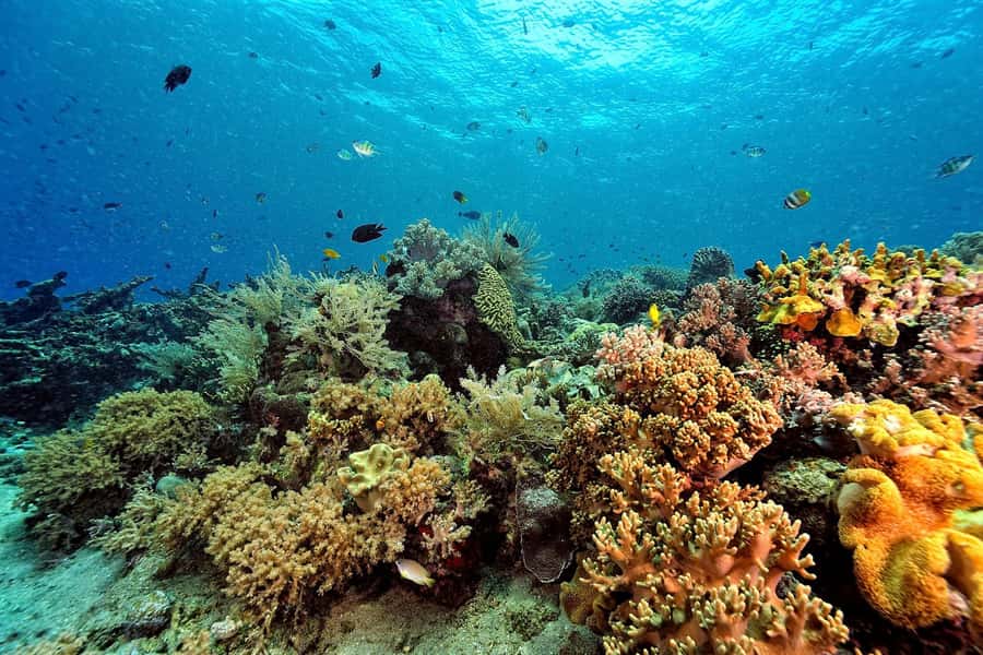 Phuket: Similan Island Day Trip by Speed Boat Catamaran - The return to Thap Lamu Pier
