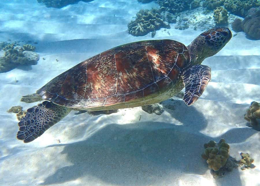 Port Douglas: Low Isles Afternoon Cruise on Luxury Catamaran - Key points to know