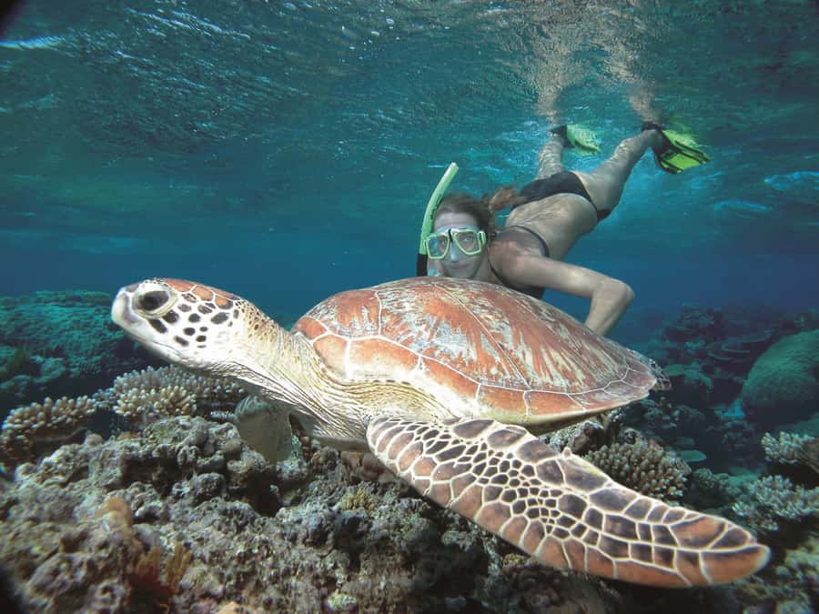 Port Douglas: Reef & Low Isles Cruise on Luxury Catamaran - Why small numbers change the day