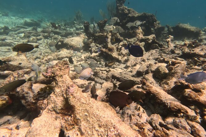 Prickly Pear Catamaran Trip from St Maarten Including Lunch - Prickly Pear Cay: Beach, Shallow Water, and Reef Fish