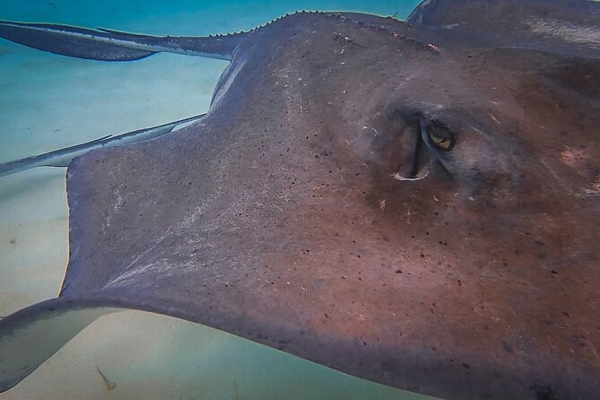 Private 4 hour Catamaran Tour - Stingray City is the signature stop