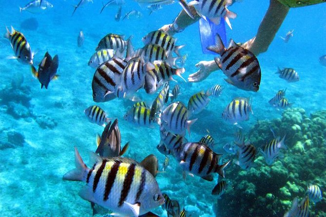 Private Catamaran Booze Cruise & Snorkeling - Is $759 a good price for up to 15 people?