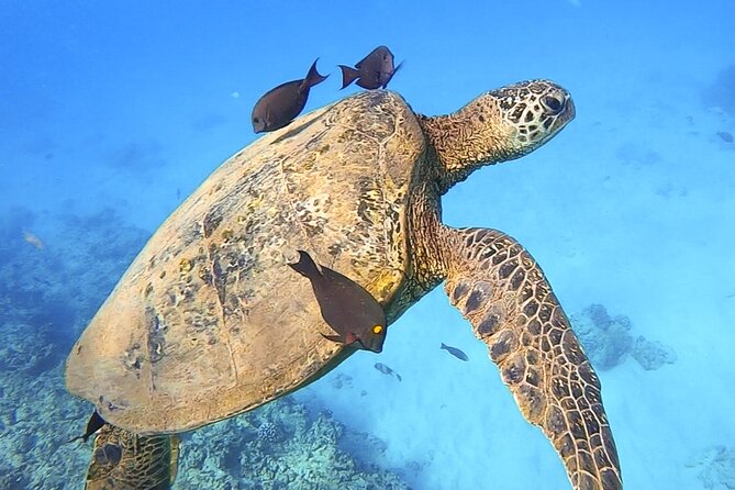 Private Catamaran Charter in Waikiki (1-6 Guests) - What the crew adds to the experience