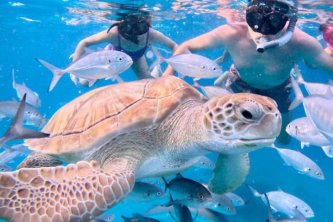 Private catamaran sail & snorkel - Choosing the catamaran or Fishful Thinking