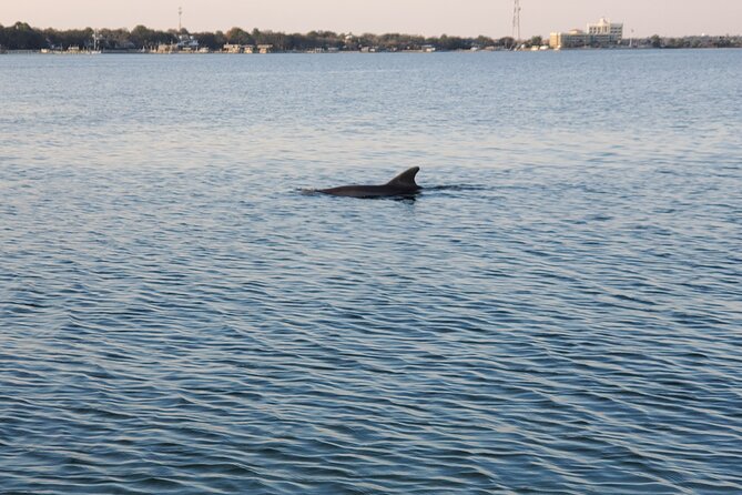 Private Catamaran Sunset Cruise with Dolphin watching - Dolphin watching without false promises