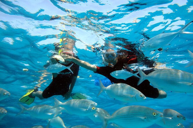 Private Catamaran trips to Lobos Island in Lagoon 400 - Price, value, and what is not included