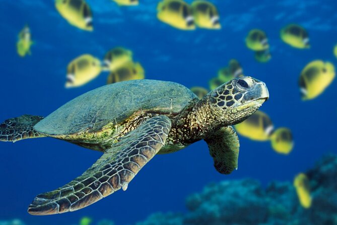 Private Full-Day Catamaran Sailing Charter in St Maarten - La Samanna and the western coast