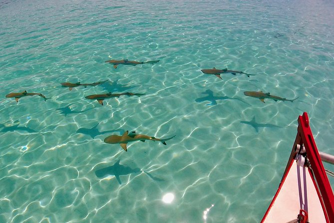 PRIVATE Half Day Tour : Moorea Snorkeling & Sailing on a Catamaran named Taboo - Getting to the boat and starting smoothly