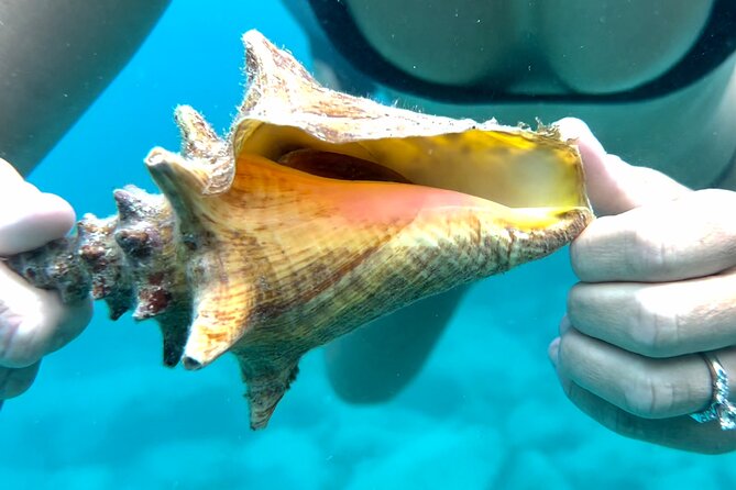 Private Luxury Catamaran Half Day Charter - Turtle Cove and Buck Island National Wildlife Refuge